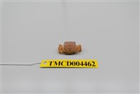 藏品(絨毛近方蟹)的圖片